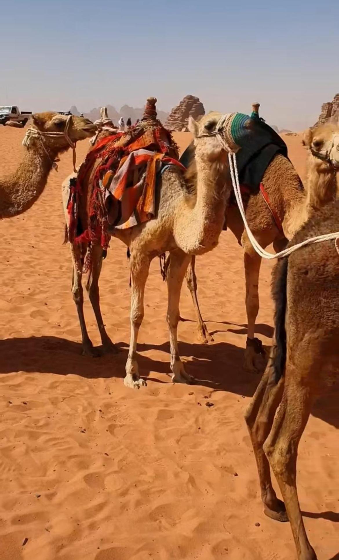 فندق Mozoon Camp وادي رم المظهر الخارجي الصورة